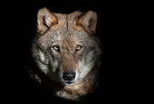 Portrait of a male wolf