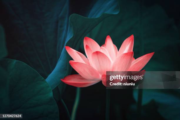 lotus die in de zomervijver bloeit - lotus stockfoto's en -beelden