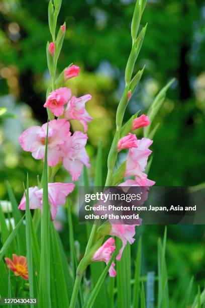 gladiolus flower / sword lily - gladiolus fotografías e imágenes de stock