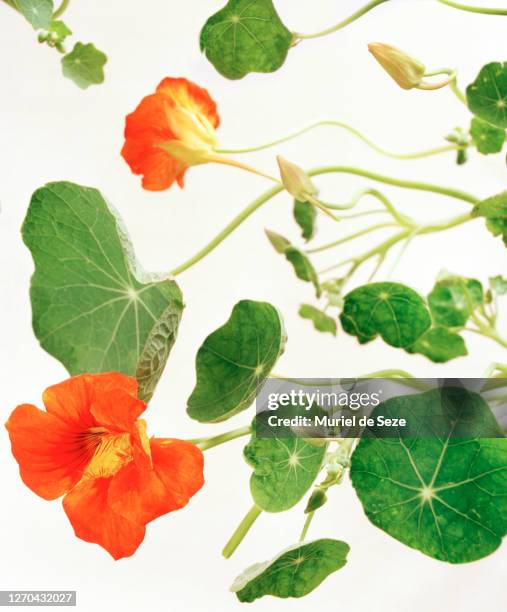 orange nasturtium - nasturtium stockfoto's en -beelden