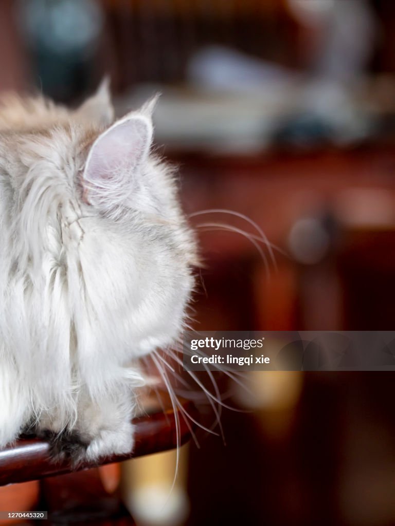 A British shorthair domestic cat turned its head