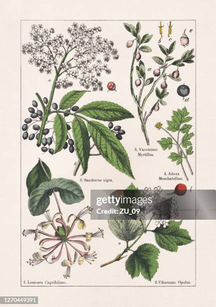 magnoliiden, asteriden, chromolithograph, veröffentlicht 1895 - elderberry stock-grafiken, -clipart, -cartoons und -symbole