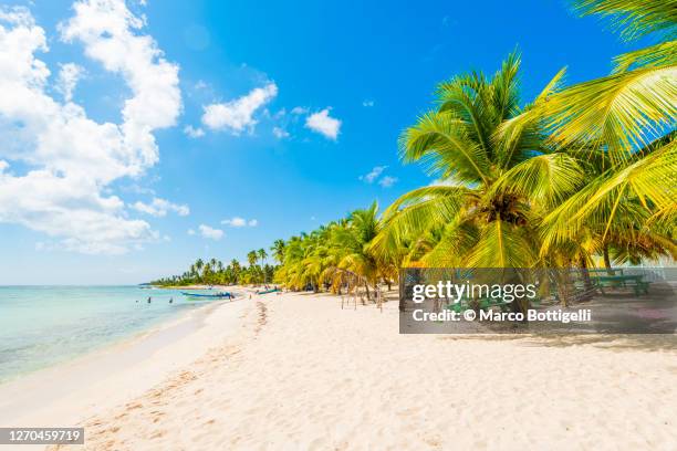 idyllic tropical beach in saona island, dominican republic - caribbean culture stock pictures, royalty-free photos & images