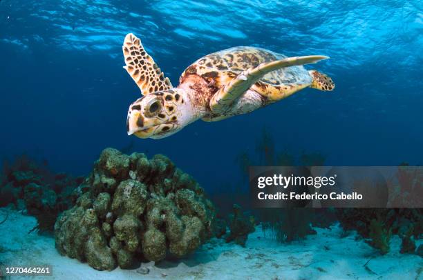 turtle, klein bonaire - bonaire stock pictures, royalty-free photos & images