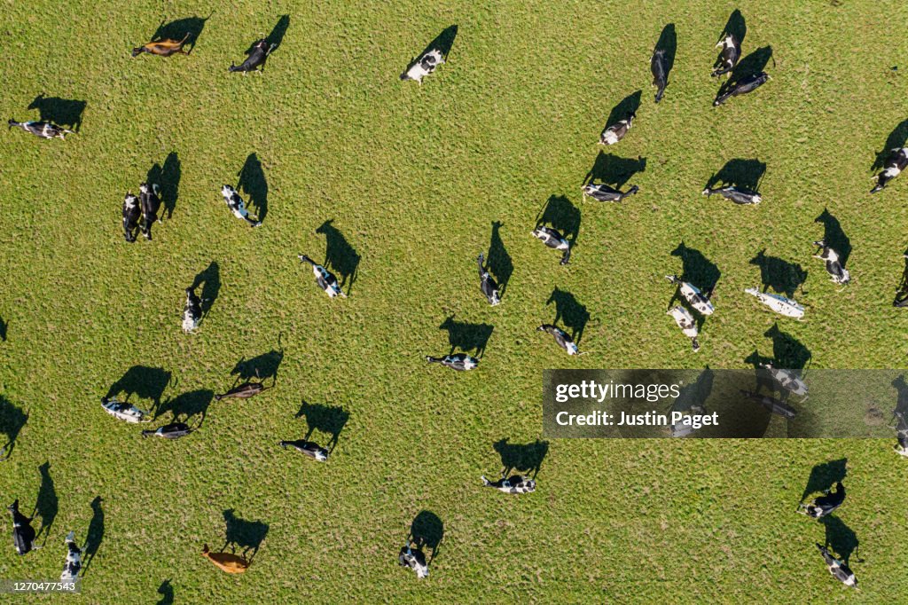Overhead view of dairy cows in field