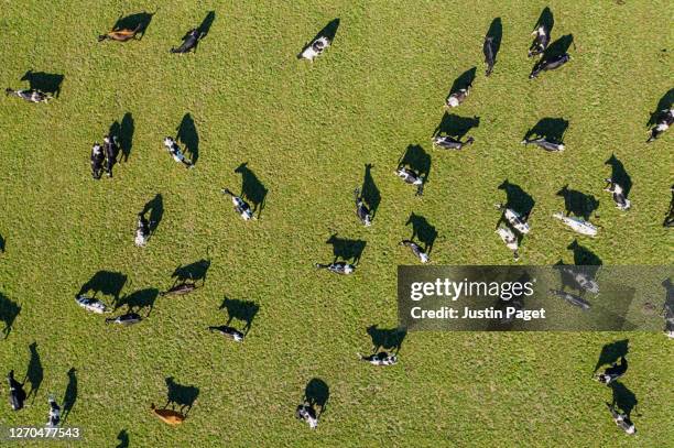 overhead view of dairy cows in field - gado holstein friesian imagens e fotografias de stock