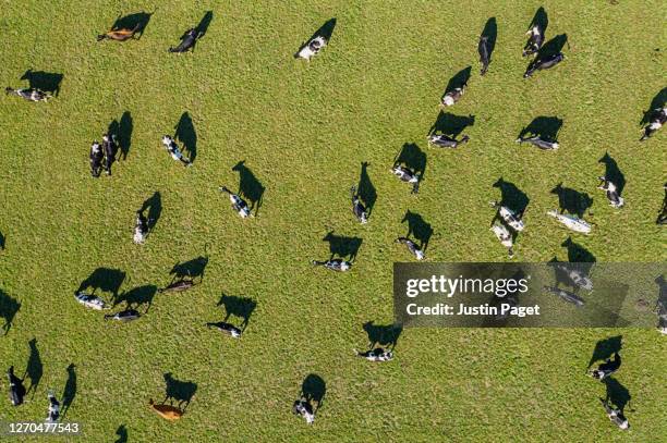 overhead view of dairy cows in field - leiteiro - fotografias e filmes do acervo