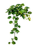 Heart shaped green variegated leave hanging vine plant bush of devil