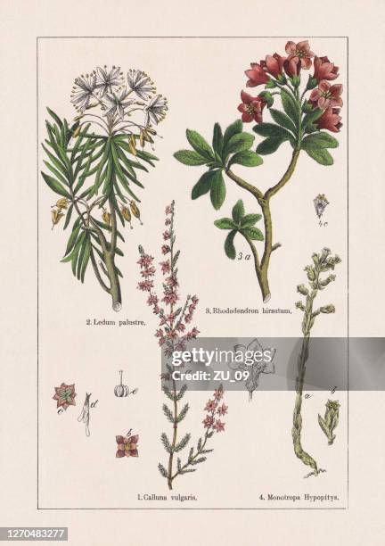 magnoliids, asterids, chromolithograph, published in 1895 - rhododendron ferrugineum stock illustrations