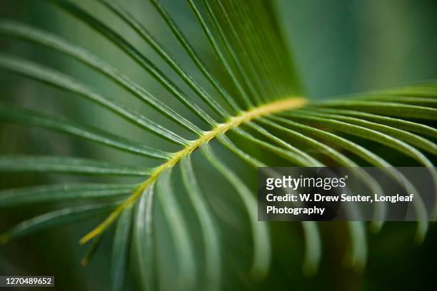 palm macro - hilton head stock pictures, royalty-free photos & images