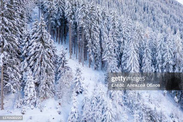 beautiful winter landscape with snow covered trees in stubai valley, tirol, austria - neustift im stubaital stock pictures, royalty-free photos & images