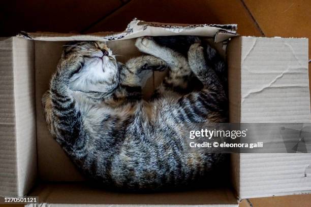 gattino dentro scatola - cat box stockfoto's en -beelden