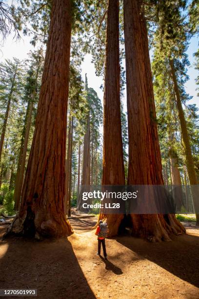 touristischewanderung in kalifornien - giant sequoia stock-fotos und bilder