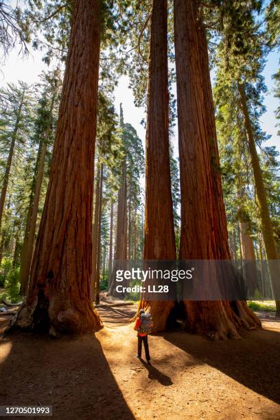 加州旅遊徒步旅行。 - sequoia national park 個照片及圖片檔