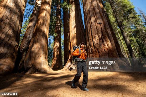 backpacking in between sequoias - sequoia national park stock pictures, royalty-free photos & images