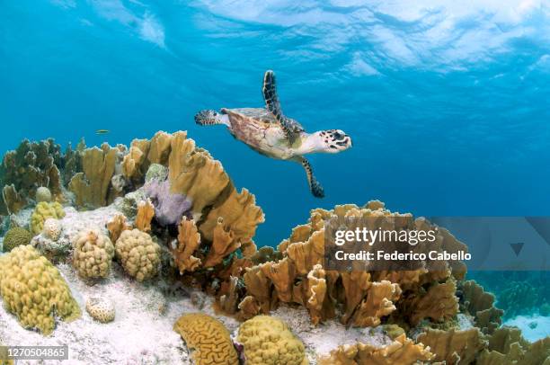 turtle, klein bonaire - bonaire stock-fotos und bilder