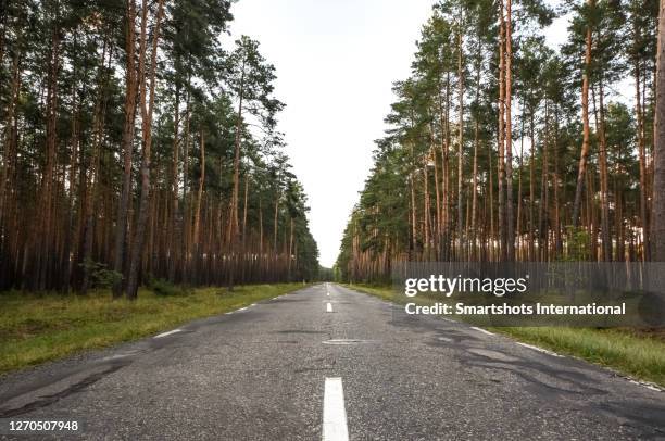 road crossing the bialowieza forest between poland and belarus - bialowieza photos et images de collection