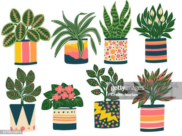 ilustraciones, imágenes clip art, dibujos animados e iconos de stock de ocho plantas de la casa en jardineras coloridas 1 - tiesto