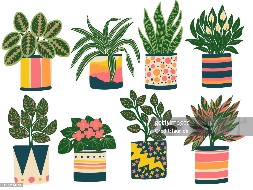 Eight Houseplants in Colorful Planters 1