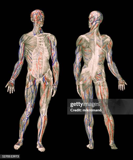 old engraved illustration of human circulatory system, human veins - body parts stock pictures, royalty-free photos & images