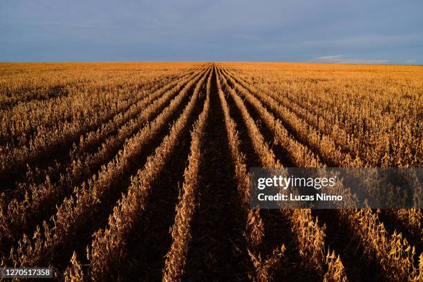 soybean field - vanishing point - crops vanishing point stock pictures, royalty-free photos & images