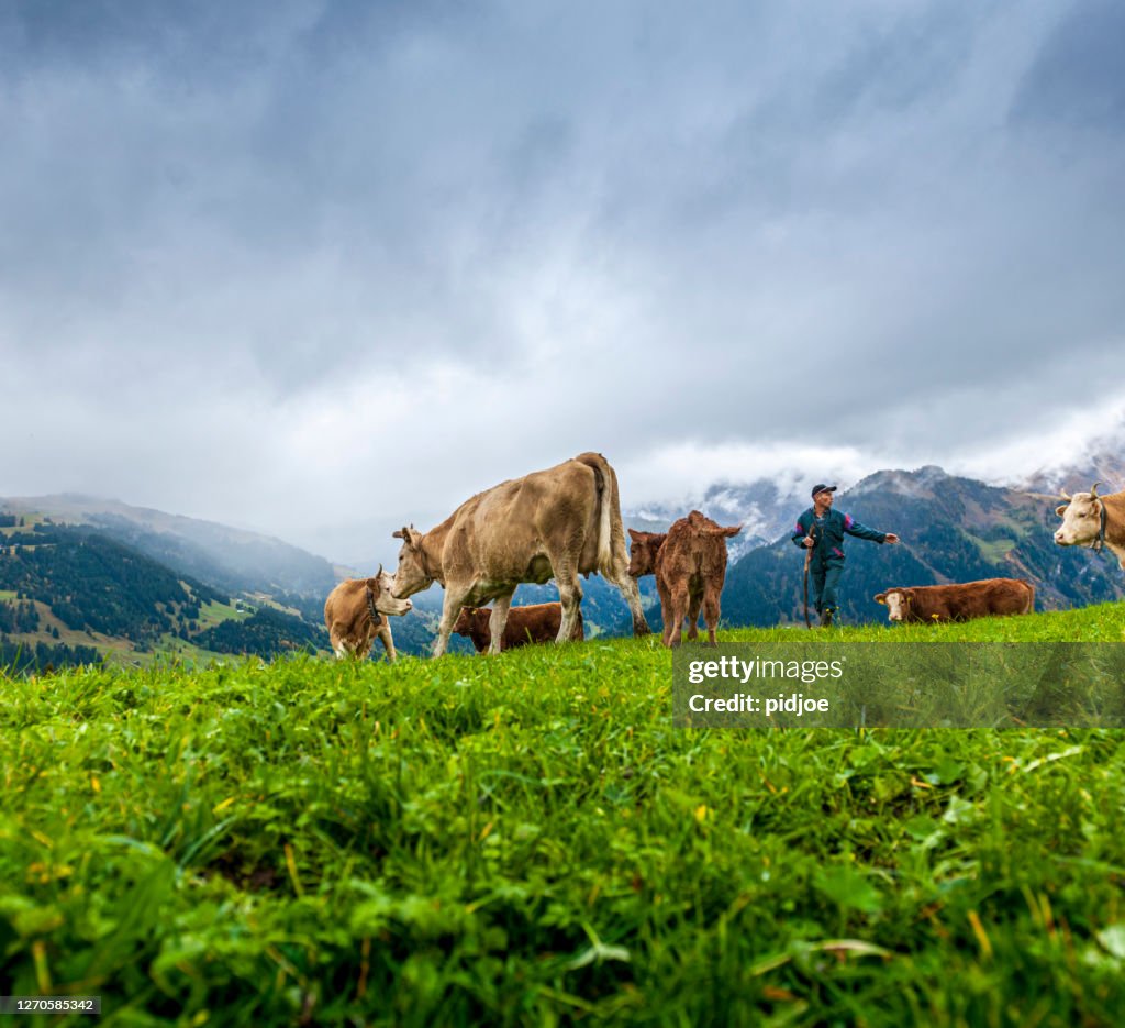 Kühe, die mit dem Landwirt auf der Alp spazieren gehen