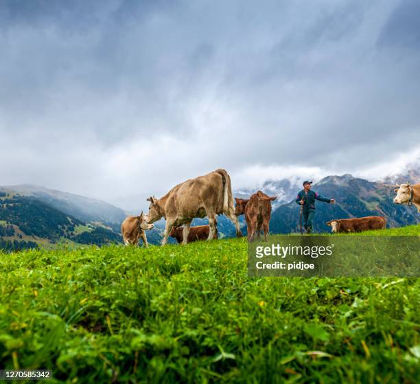 kühe, die mit dem landwirt auf der alp spazieren gehen - viehweide stock-fotos und bilder