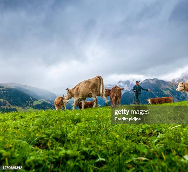 cows walking on alp with farmer - swiss culture imagens e fotografias de stock