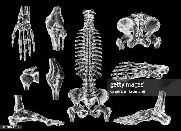 old engraved illustration of human ligaments - bones stock pictures, royalty-free photos & images