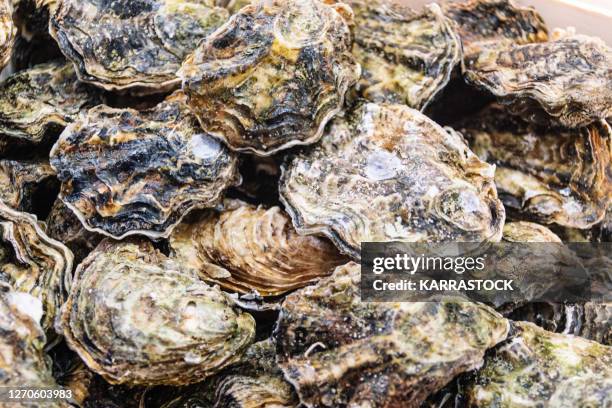 pile of fresh raw oysters for seafood restaurant - oyster stock pictures, royalty-free photos & images