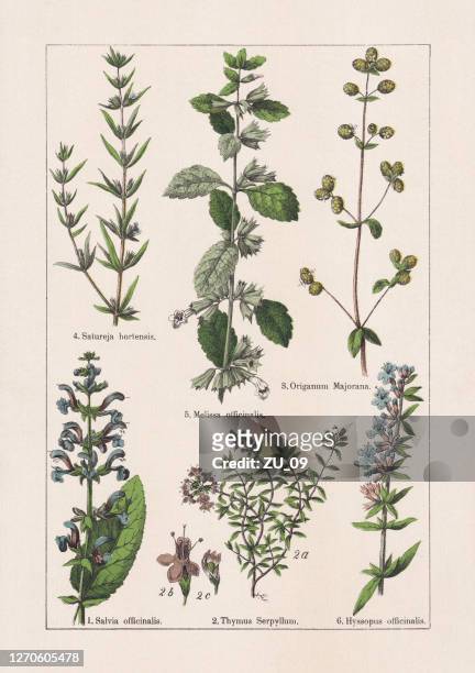 stockillustraties, clipart, cartoons en iconen met magnoliids, asterids, chromolithograph, gepubliceerd in 1895 - herb