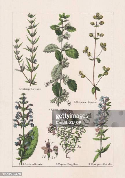 magnoliids, asterids, chromolithograph, published in 1895 - herbal medicine stock illustrations