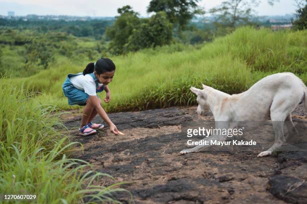 girl feeding the stray dog - stray animal stock pictures, royalty-free photos & images