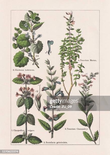 illustrazioni stock, clip art, cartoni animati e icone di tendenza di magnoliids, asterids, chromolithograph, pubblicato nel 1895 - herbal medicine