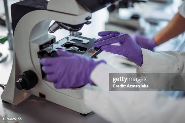 gloved hands putting microscope slide auf der bühne im labor - purple glove stock-fotos und bilder