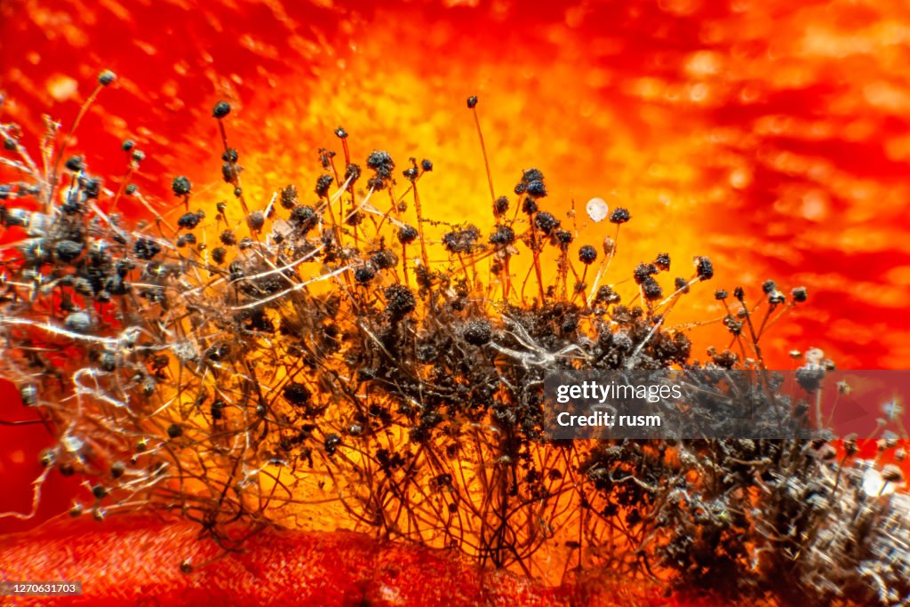 Schimmelpilz auf faulen Tomaten unter dem Mikroskop.