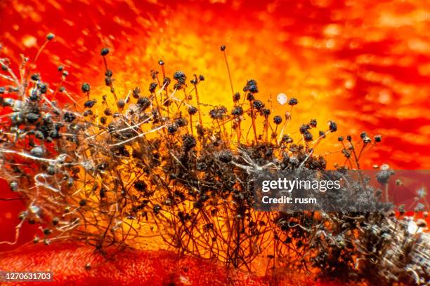 moldea hongos en tomate podrido bajo el microscopio. - plaque bacteria fotografías e imágenes de stock