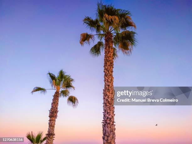 palm trees at sunset - benicásim fotografías e imágenes de stock