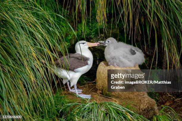 black-browed albatross (thalassarche melanophris), adult bird at nest, saunders island, falkland islands - bird island falkland islands stock pictures, royalty-free photos & images