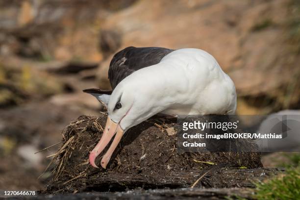 black-browed albatross (thalassarche melanophris), old bird builds at nest, saunders island, falkland islands - bird island falkland islands stock pictures, royalty-free photos & images