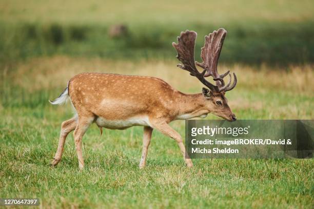 fallow deer (dama dama ), male runs in a meadow, captive, bavaria, germany - dama game stock pictures, royalty-free photos & images