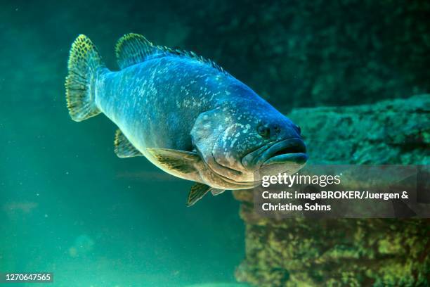 dark grouper, (epinephelus lanceolatus), adult, swimming, in water, captive, cape town, south africa - epinephelus lanceolatus stock pictures, royalty-free photos & images