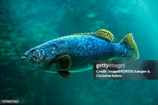 dark grouper, (epinephelus lanceolatus), adult, swimming, in water, captive, cape town, south africa - epinephelus lanceolatus stock pictures, royalty-free photos & images