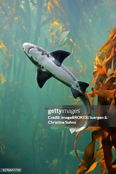 spotted tidal creek shark, sharp-toothed dogfish, (triakis megalopterus), adult, swimming, in water, captive, cape town, south africa - sharp toothed stock pictures, royalty-free photos & images