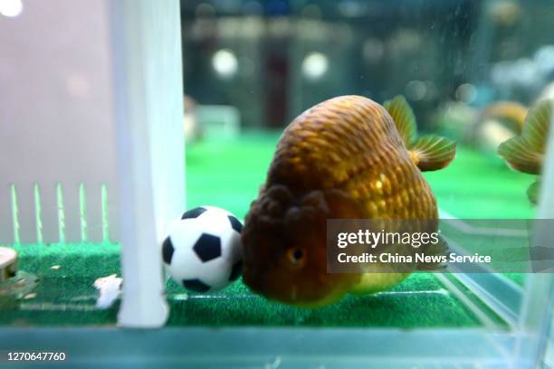 Goldfish swim in a fishbowl decorated with a miniature football field during the 7th Fuzhou Goldfish Cultural Festival on September 4, 2020 in...