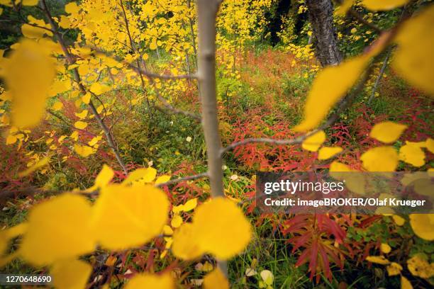 autumn forest, hallormsstadaskogur, largest icelandic forest area, by the lake lagarfljot, east iceland, iceland - lagarfljót - fotografias e filmes do acervo