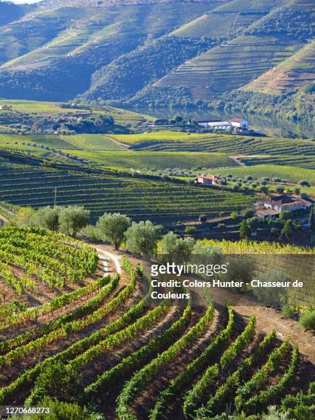 vineyards in the douro valley at the end of summer - the douro imagens e fotografias de stock