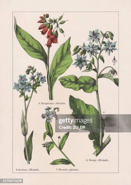 stockillustraties, clipart, cartoons en iconen met magnoliids, asterids, chromolithograph, gepubliceerd in 1895 - chromolithografie