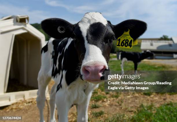 Upper Tulpehocken Township, PA A Holstein calf. At Way Har Farms in Upper Tulpehocken Township, PA Wednesday morning August 26, 2020. The dairy farm...