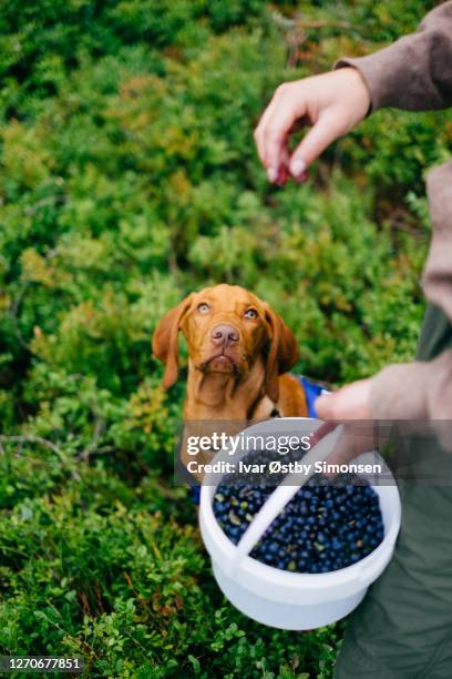 harvesting berries with a dog in the forest - berry stock pictures, royalty-free photos & images